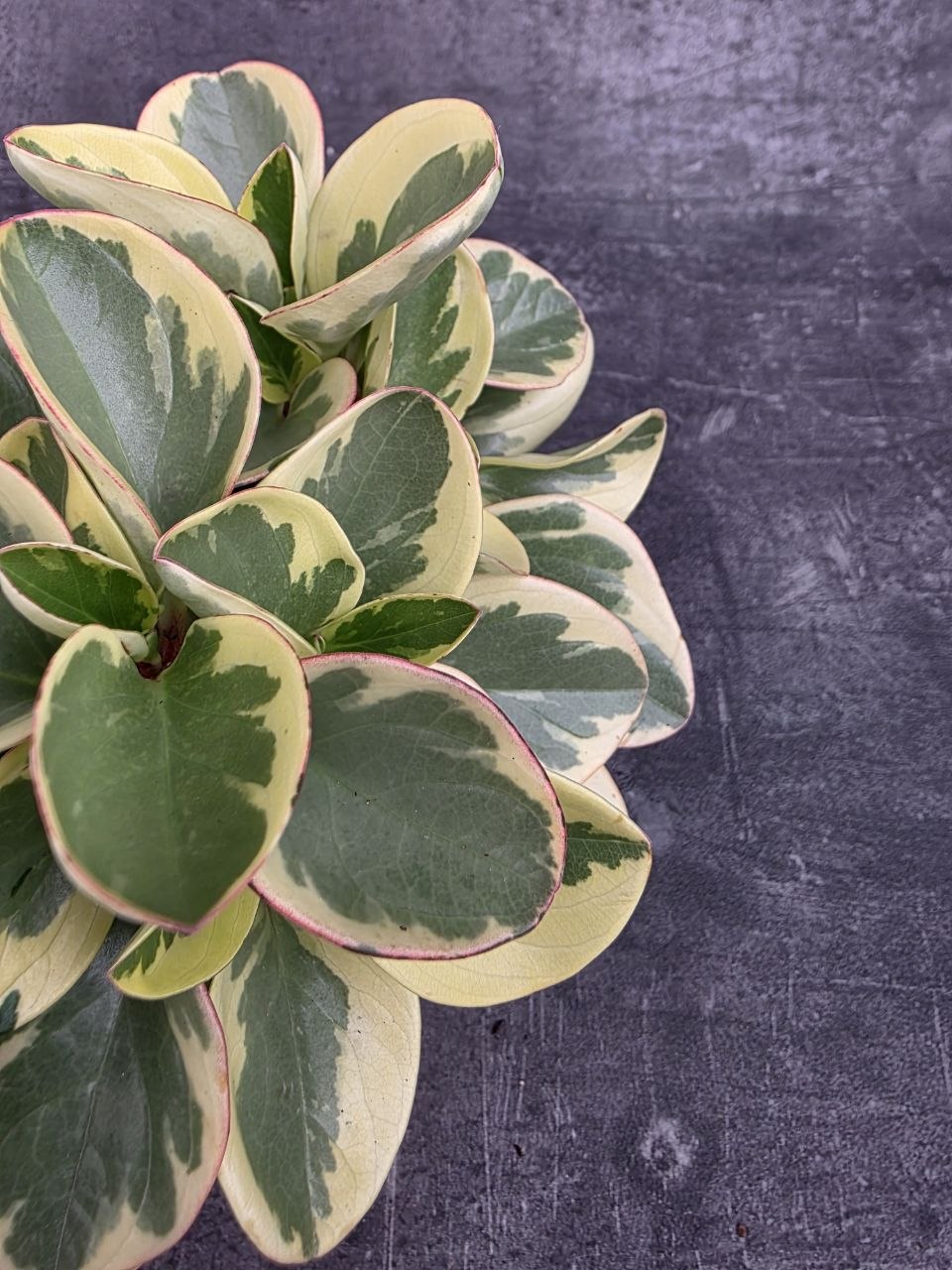 Peperomia Gold 