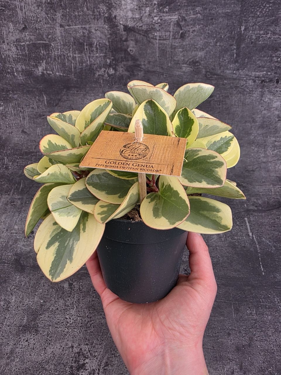 Peperomia Gold 