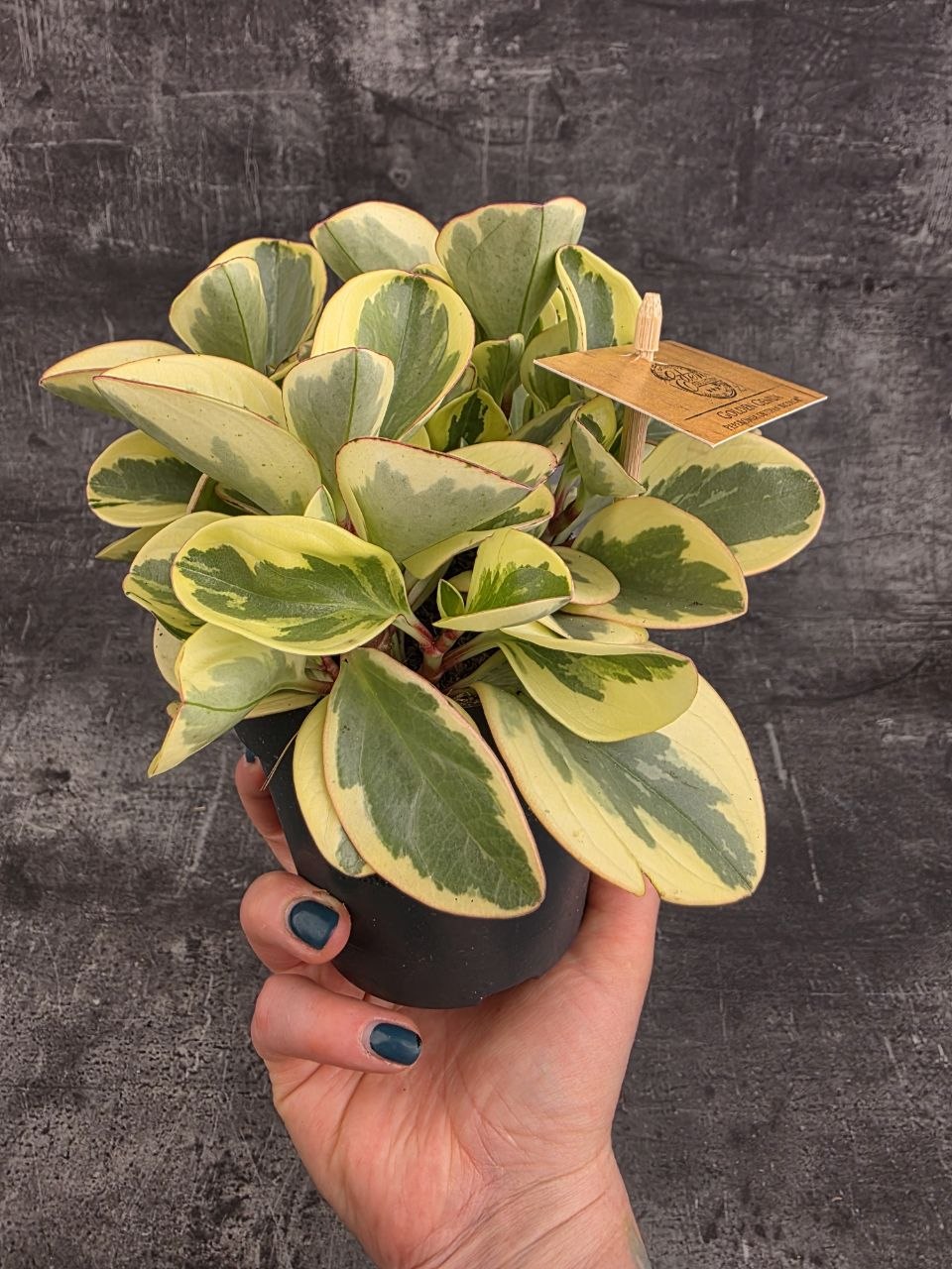 Peperomia Gold 