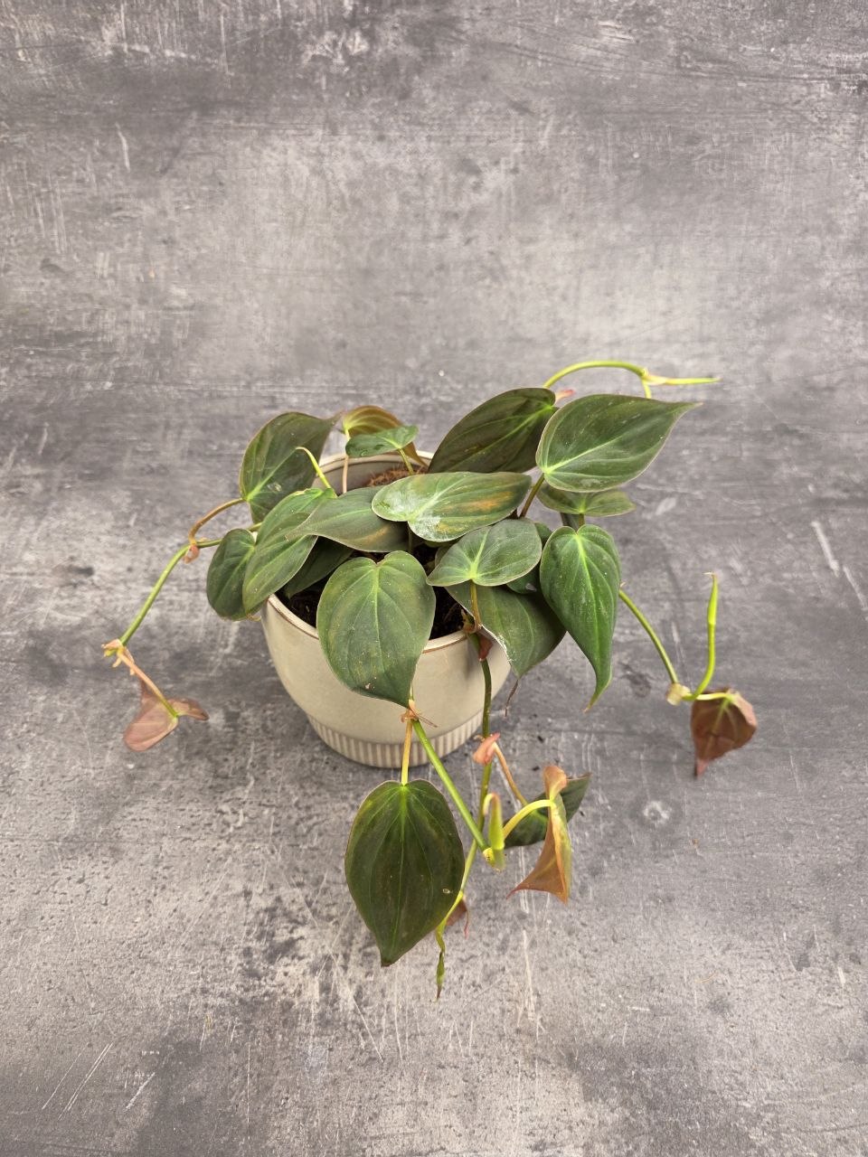 philodendron gloriosum dehner Philodendron Gloriosum main image 0