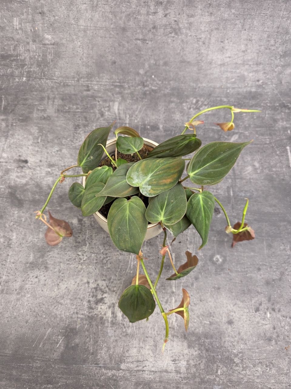Philodendron Scandens Micans