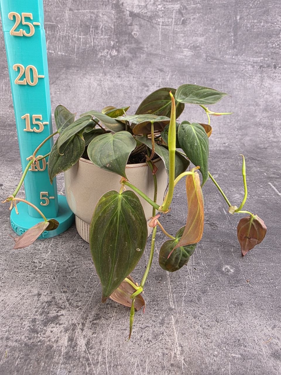 Philodendron Scandens Micans