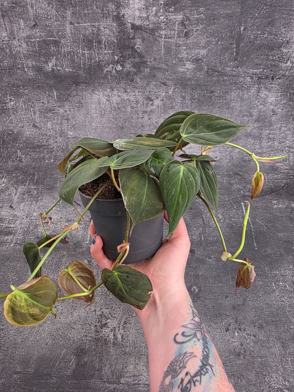 Philodendron Scandens Micans