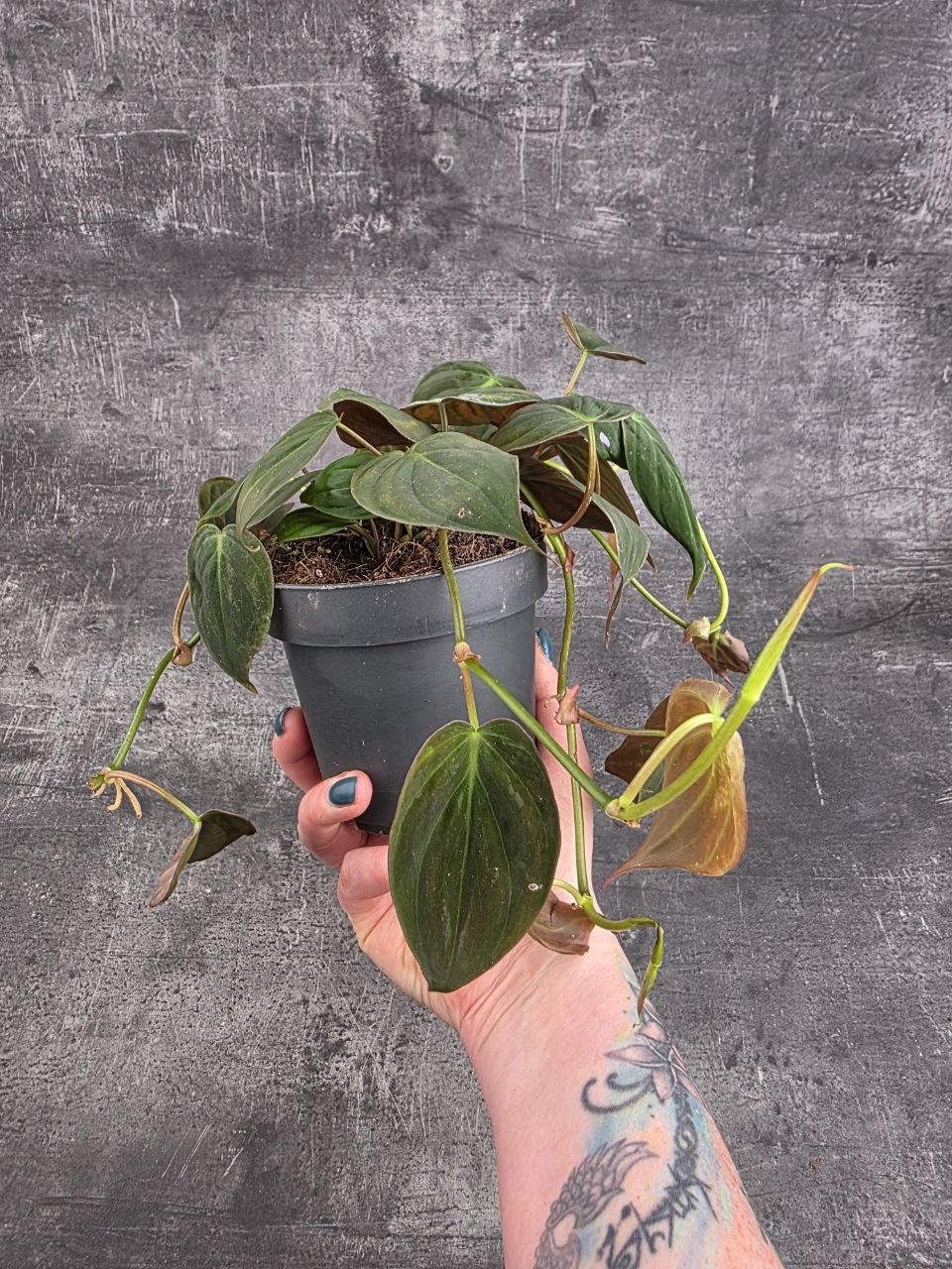 Philodendron Scandens Micans