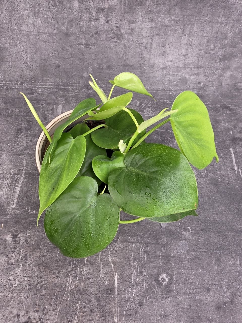 Philodendron Scandens 12 cm