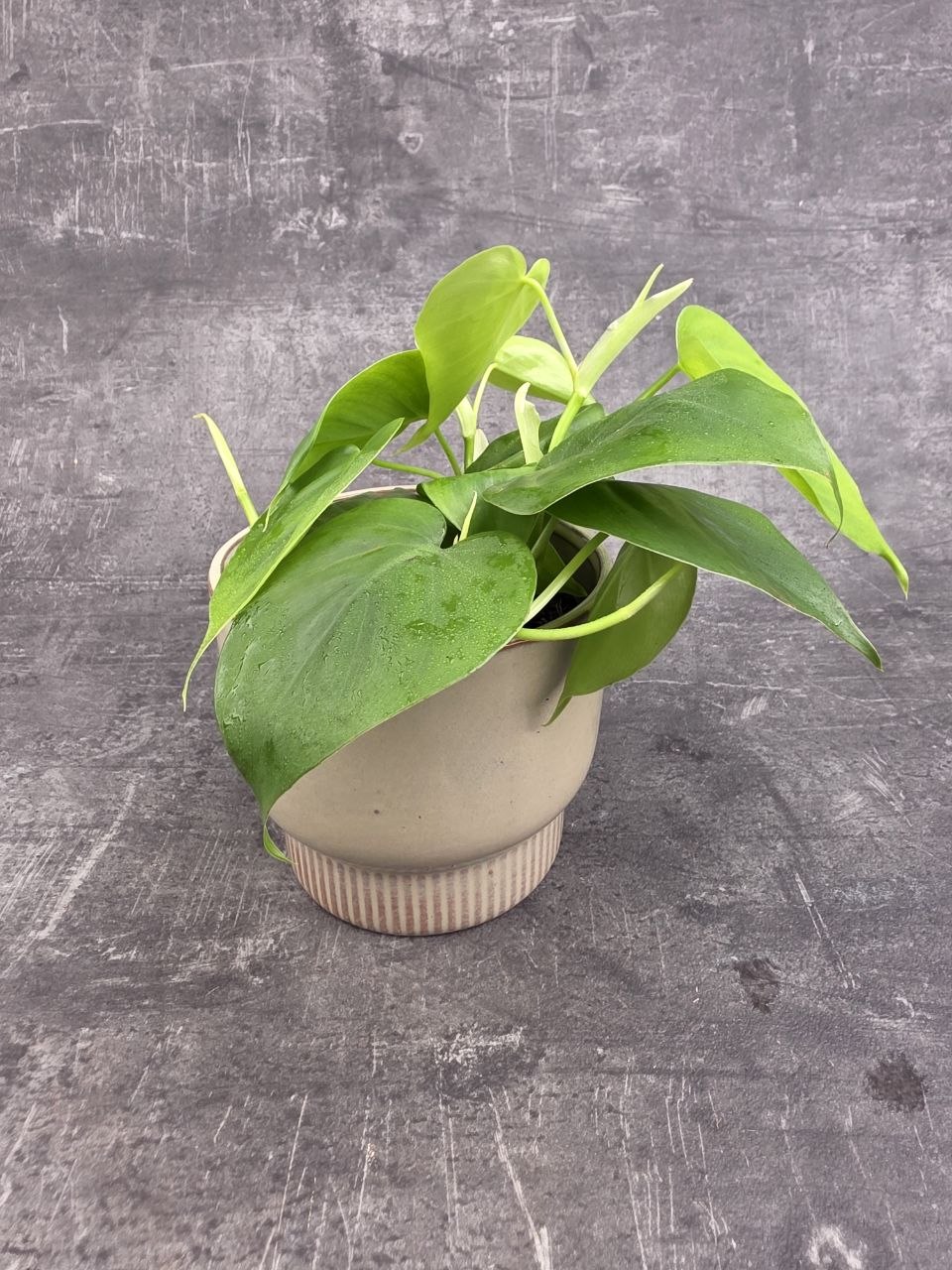 Philodendron Scandens 12 cm