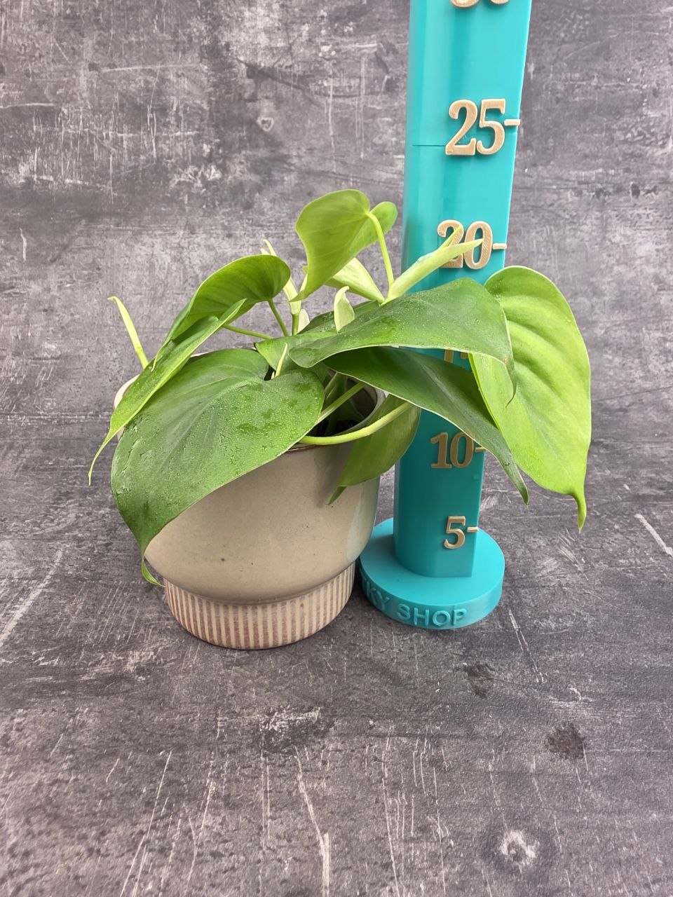 Philodendron Scandens 12 cm