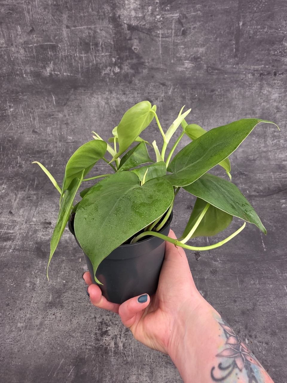 Philodendron Scandens 12 cm