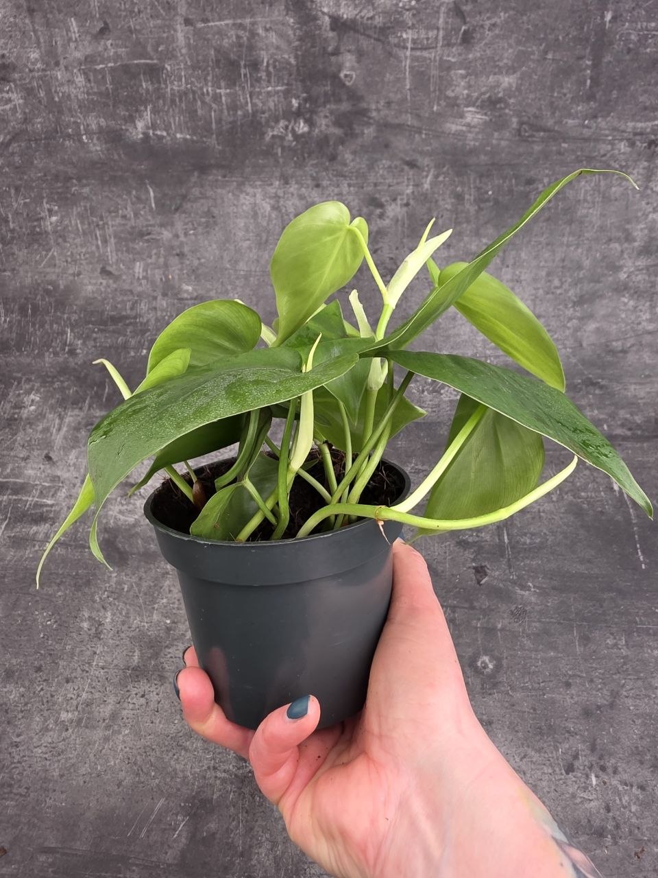 Philodendron Scandens 12 cm