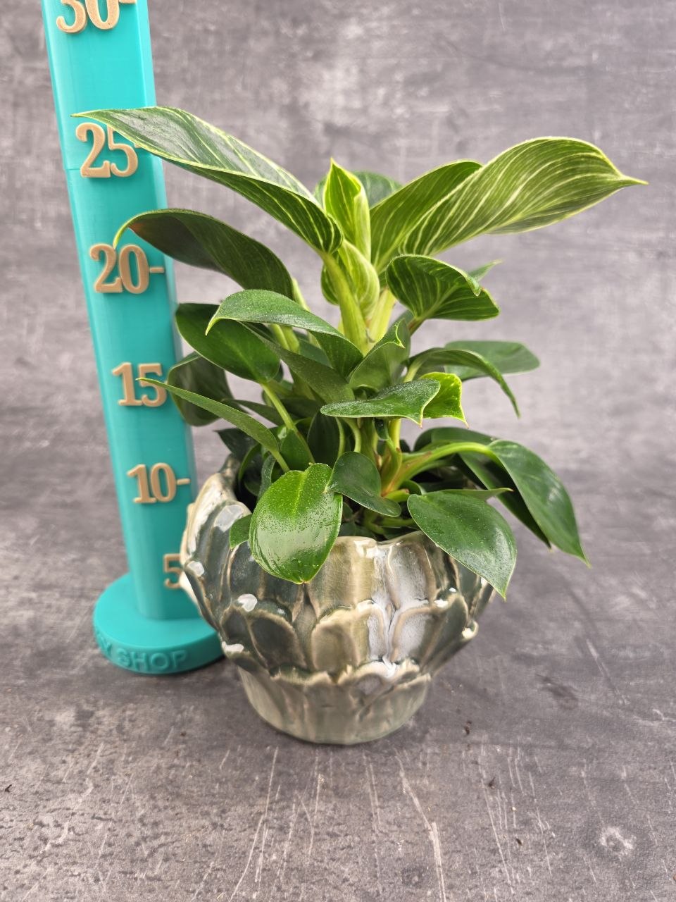 Philodendron White Measure 10 cm