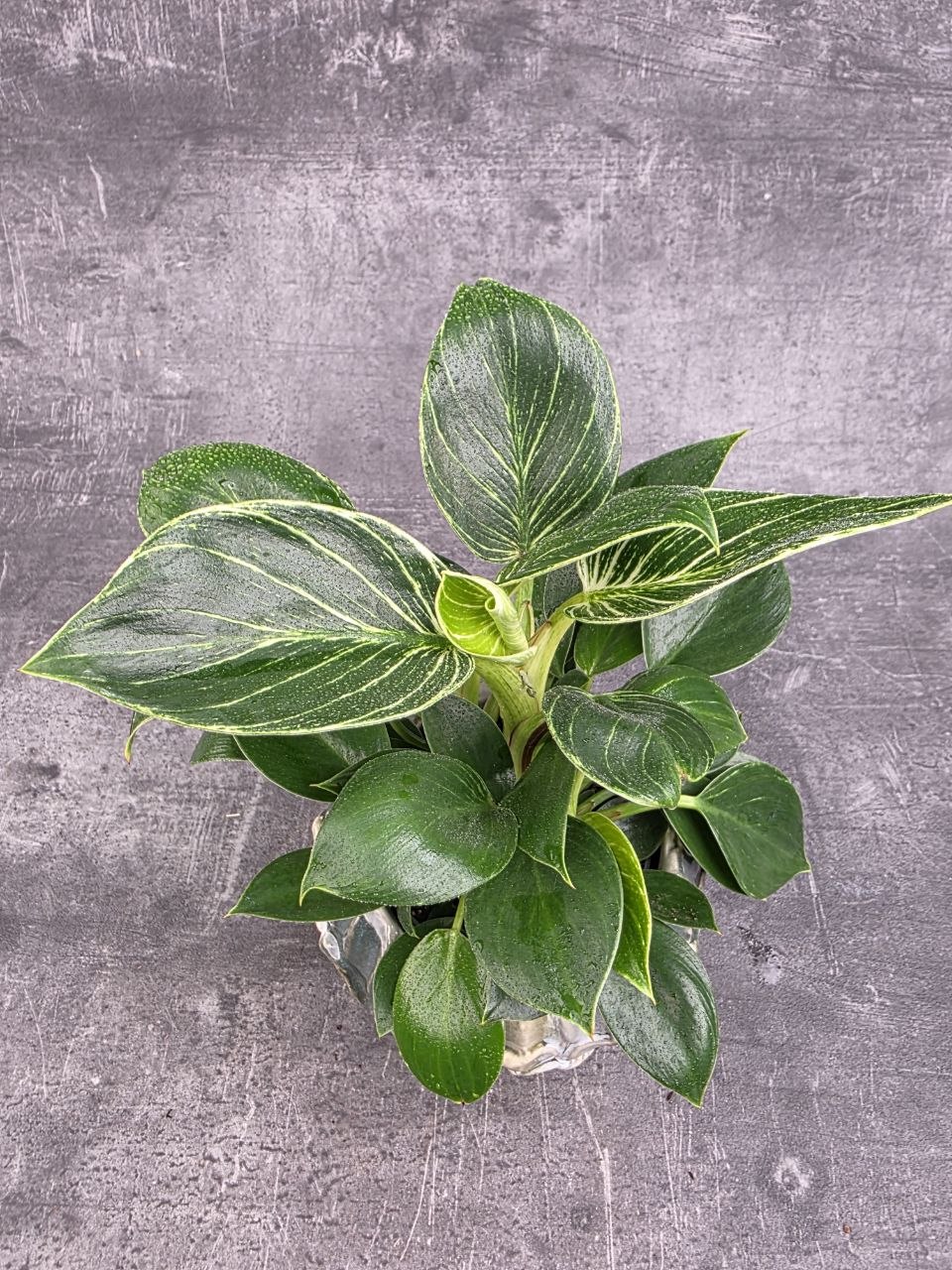 Philodendron White Measure 10 cm
