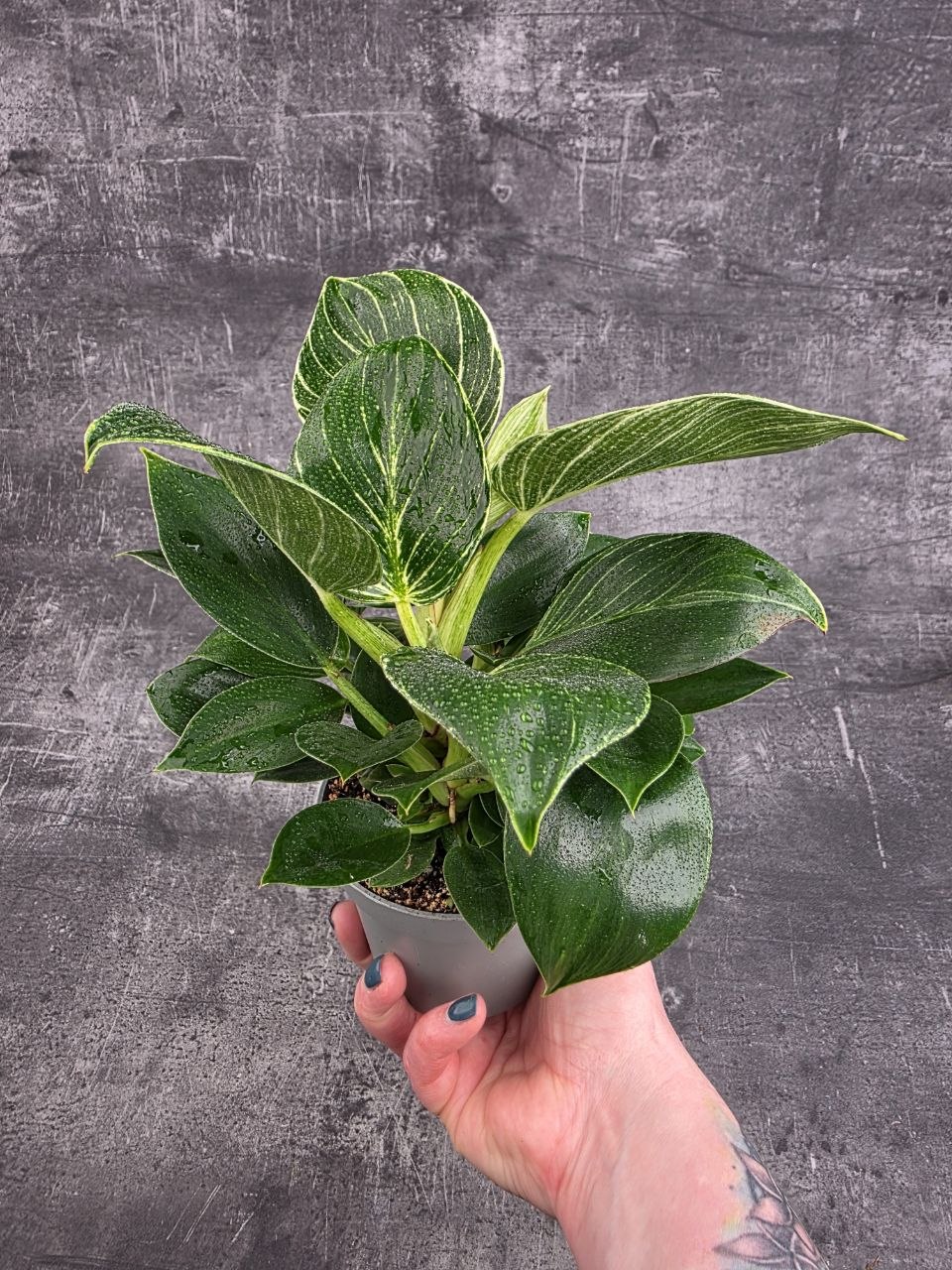 Philodendron White Measure 10 cm