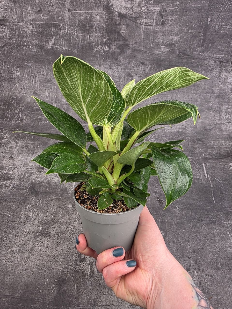 Philodendron White Measure 10 cm