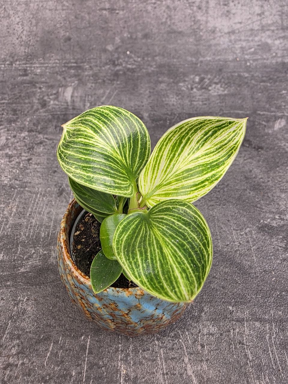 Philodendron White Measure mini