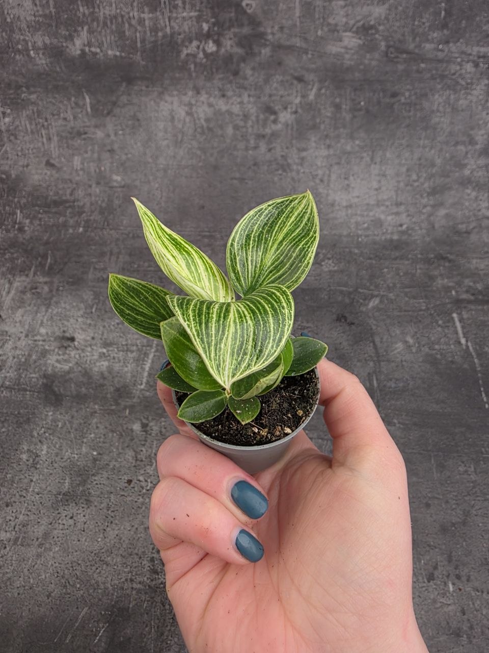 Philodendron White Measure mini
