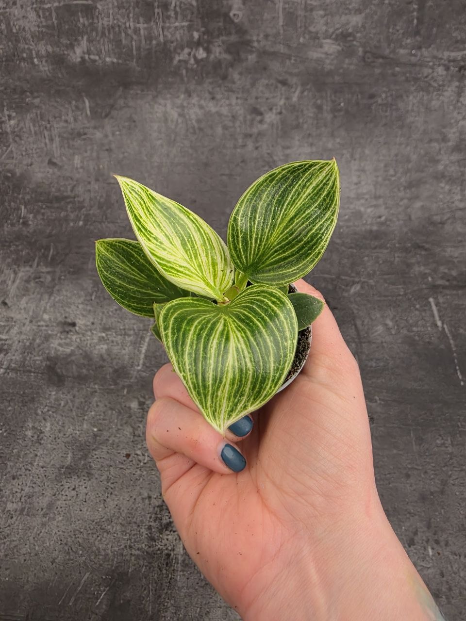 Philodendron White Measure mini