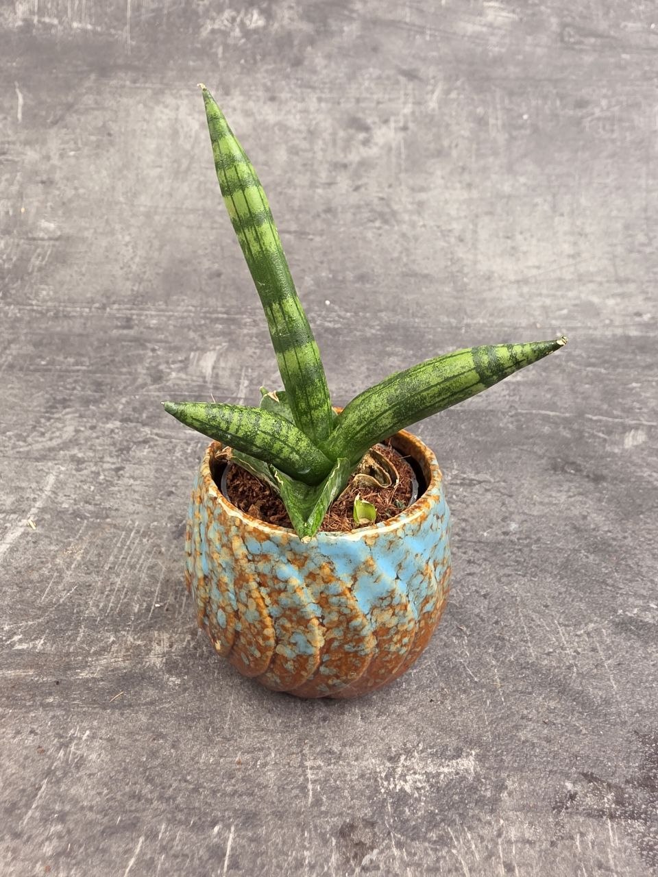 Sansevieria Cylindrica hvězda mini