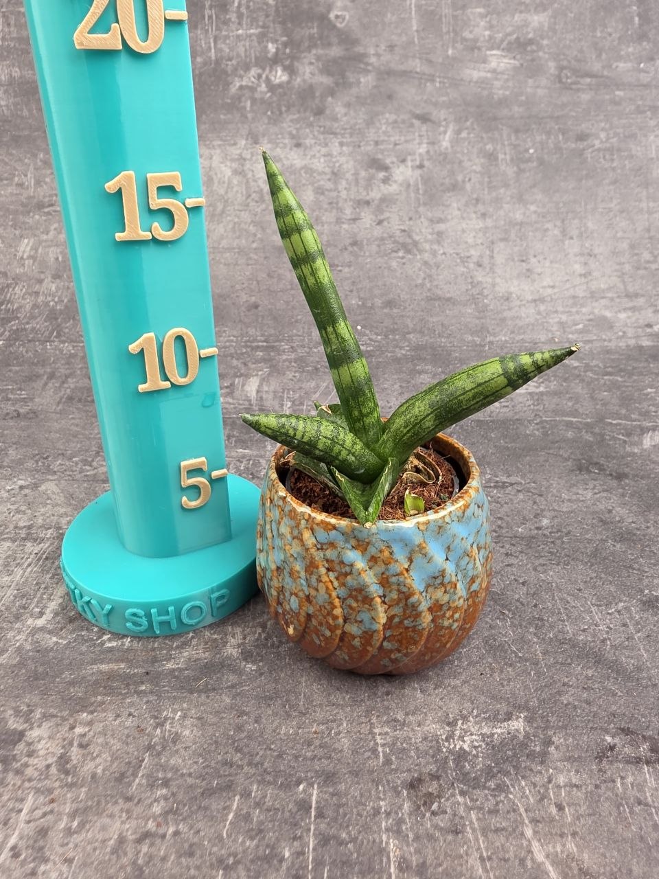 Sansevieria Cylindrica hvězda mini