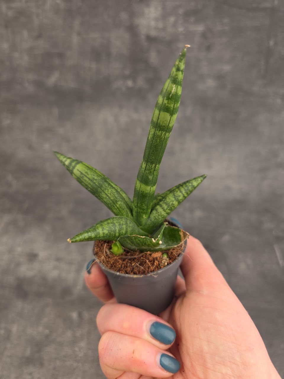 Sansevieria Cylindrica hvězda mini