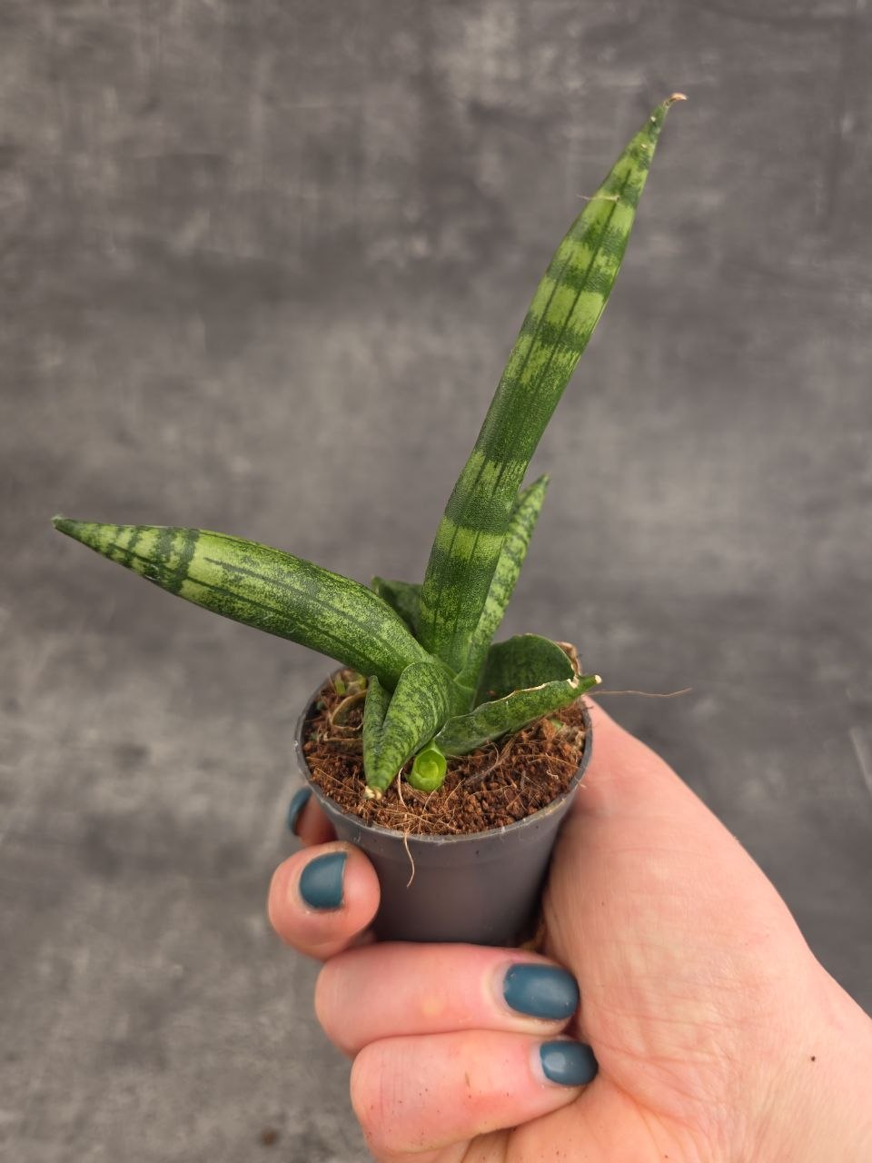 Sansevieria Cylindrica hvězda mini