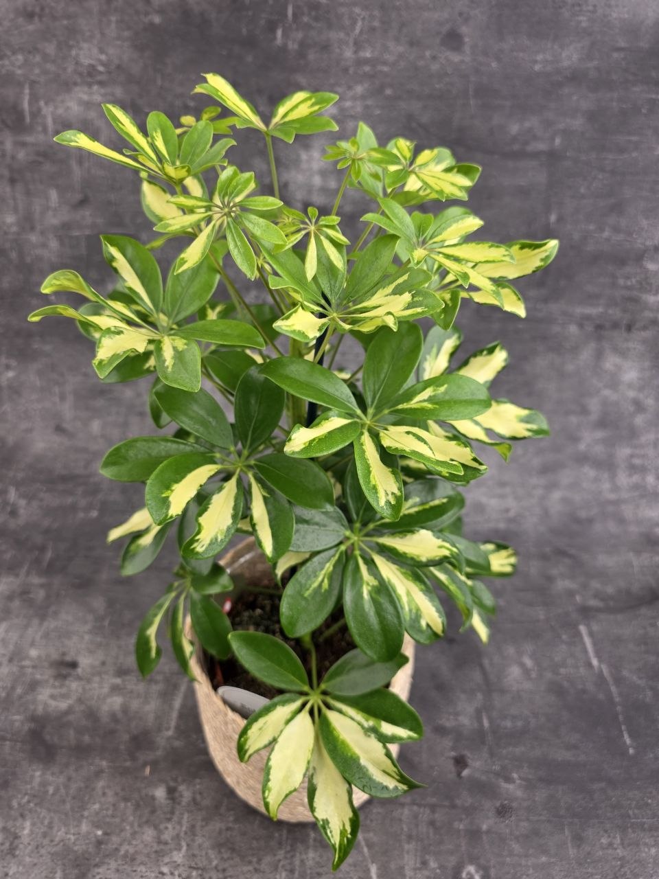 Schefflera Gerda