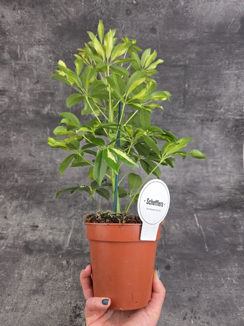 Schefflera Gerda