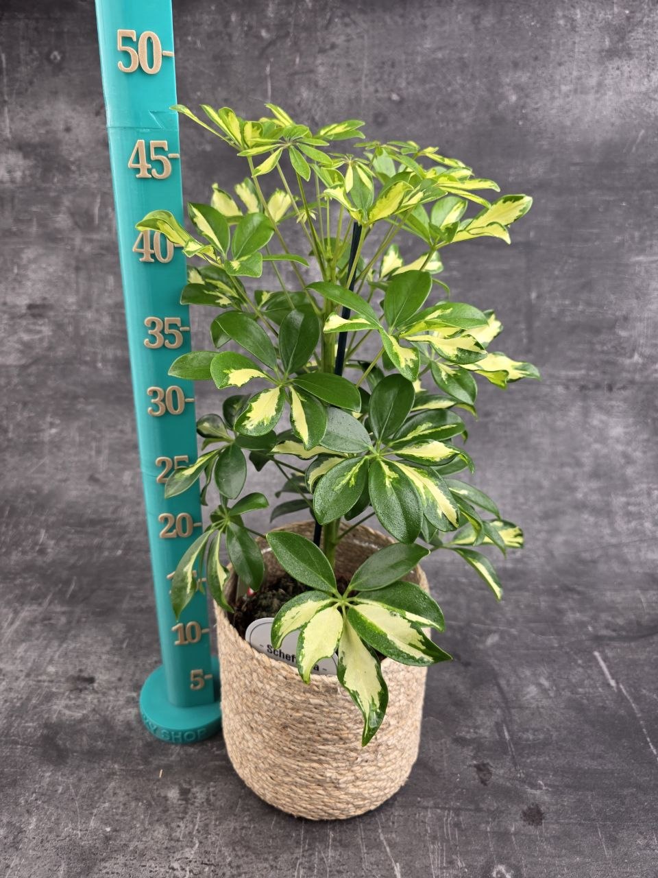 Schefflera Gerda