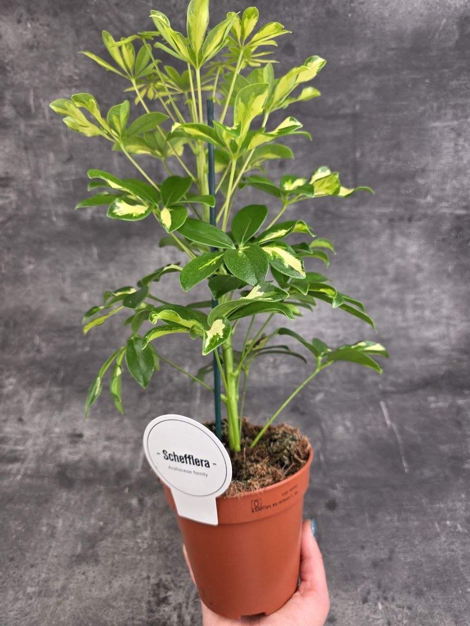 Schefflera Gerda