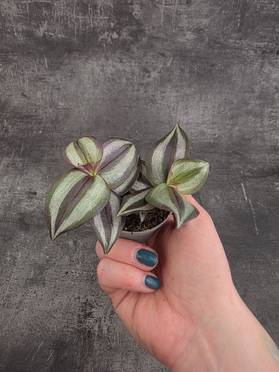 Tradescantia Zebrina mini