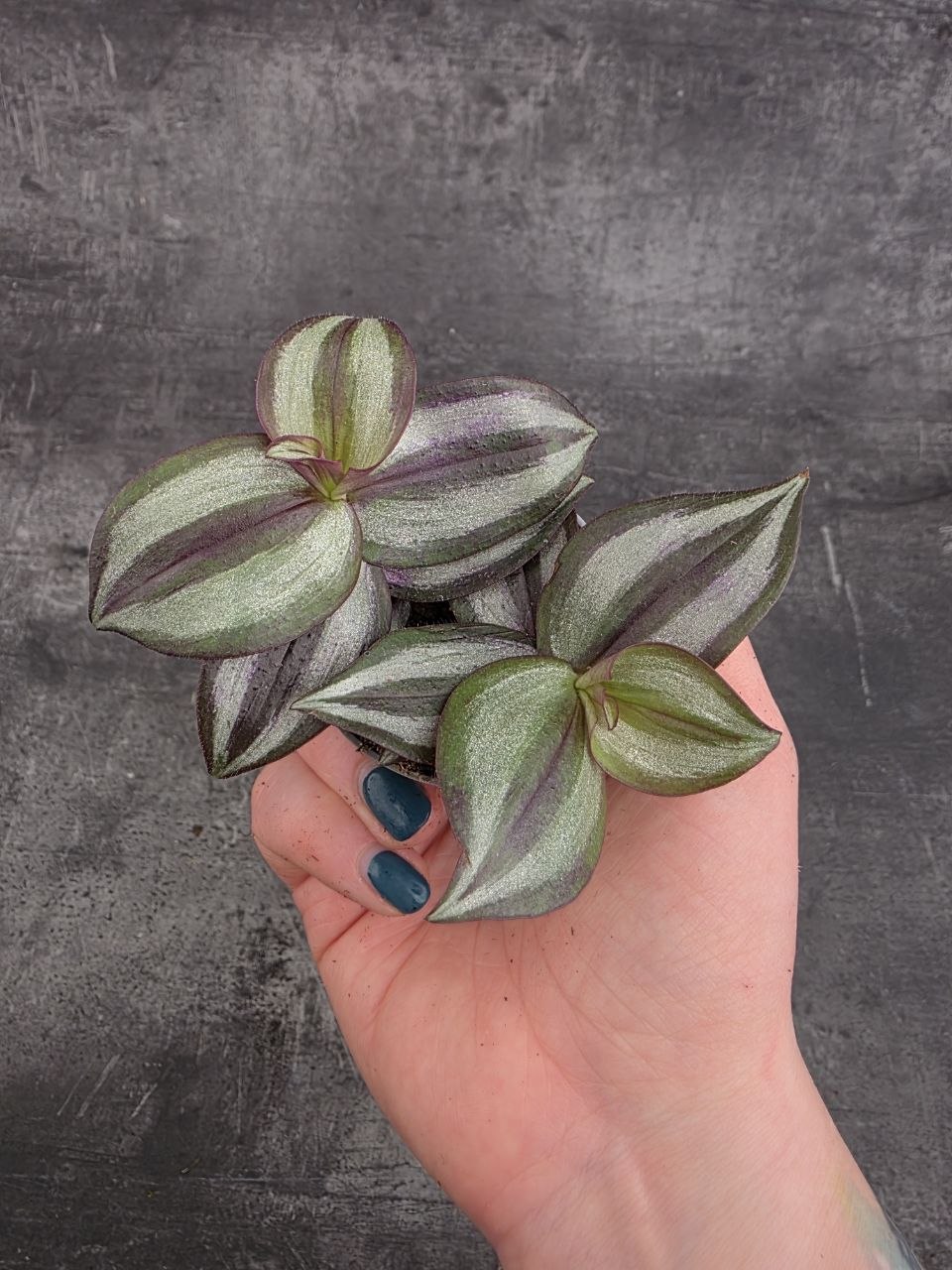 Tradescantia Zebrina mini