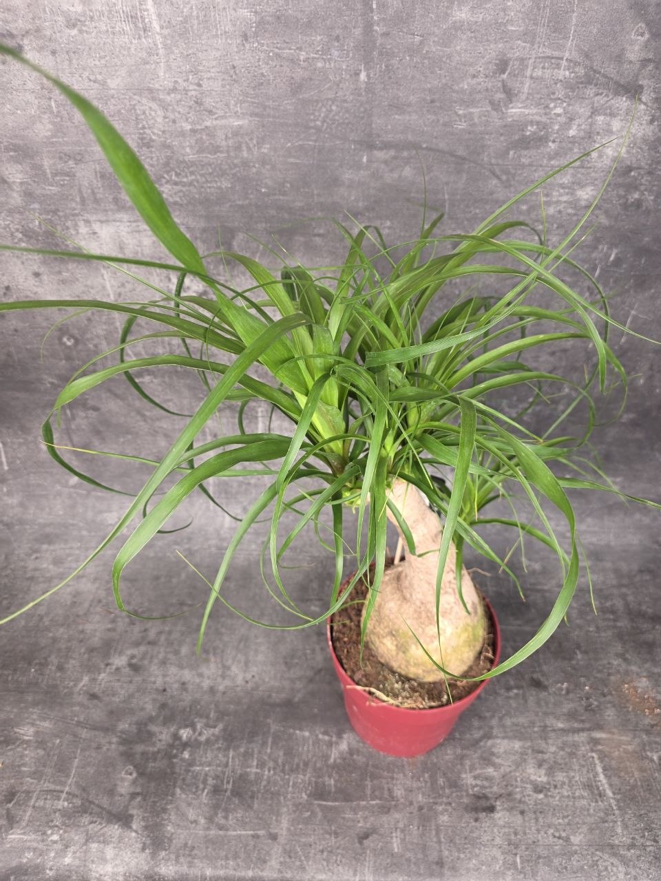 Nolina M Beaucarnea XL