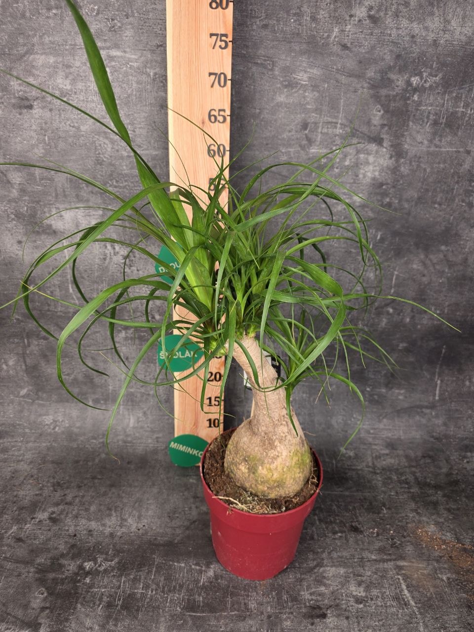 Nolina M Beaucarnea XL