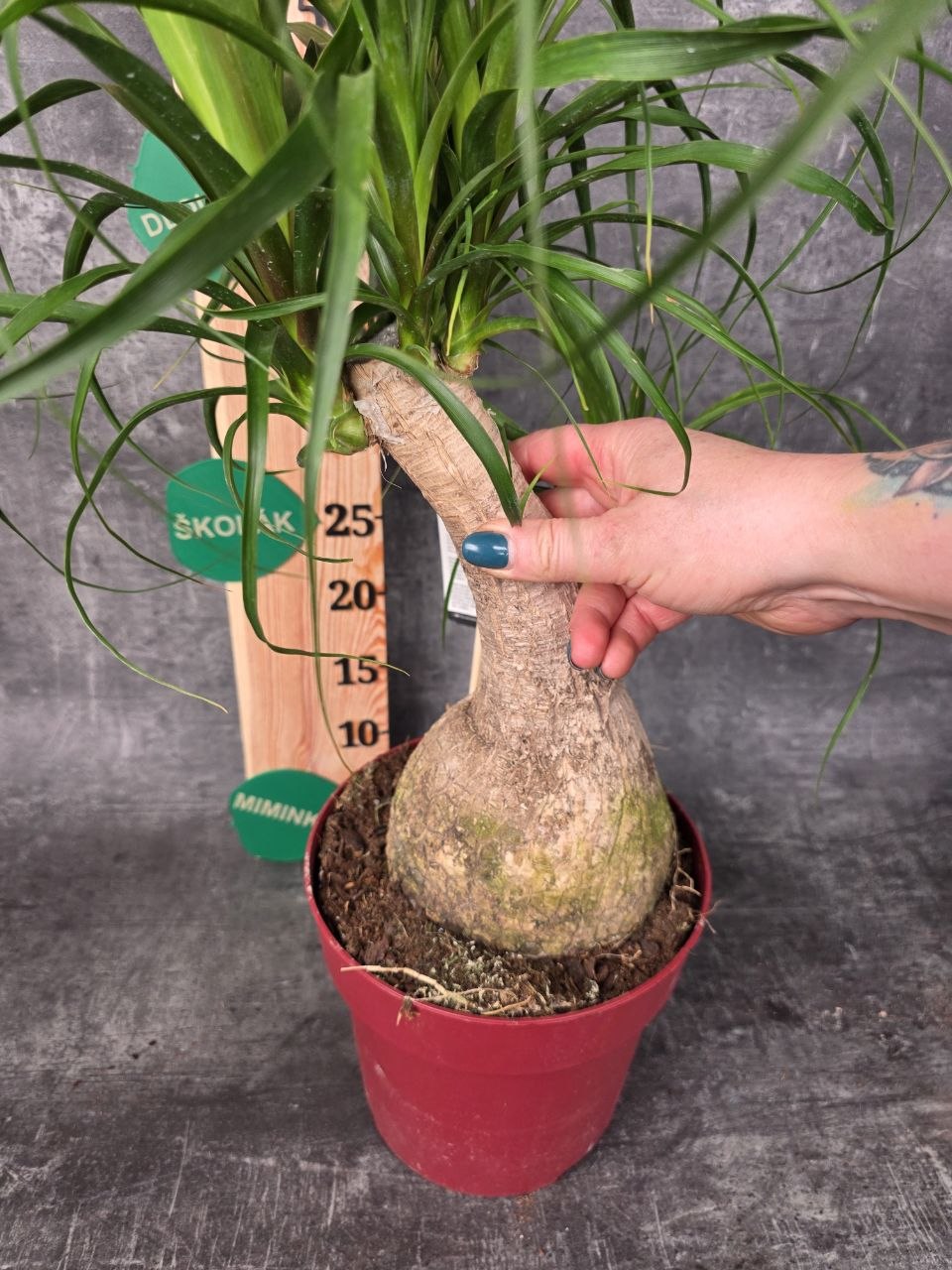 Nolina M Beaucarnea XL