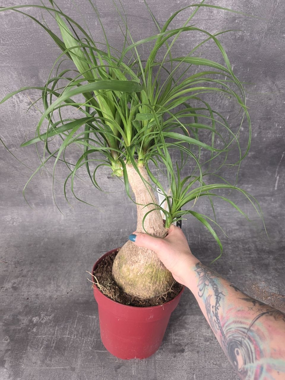 Nolina M Beaucarnea XL