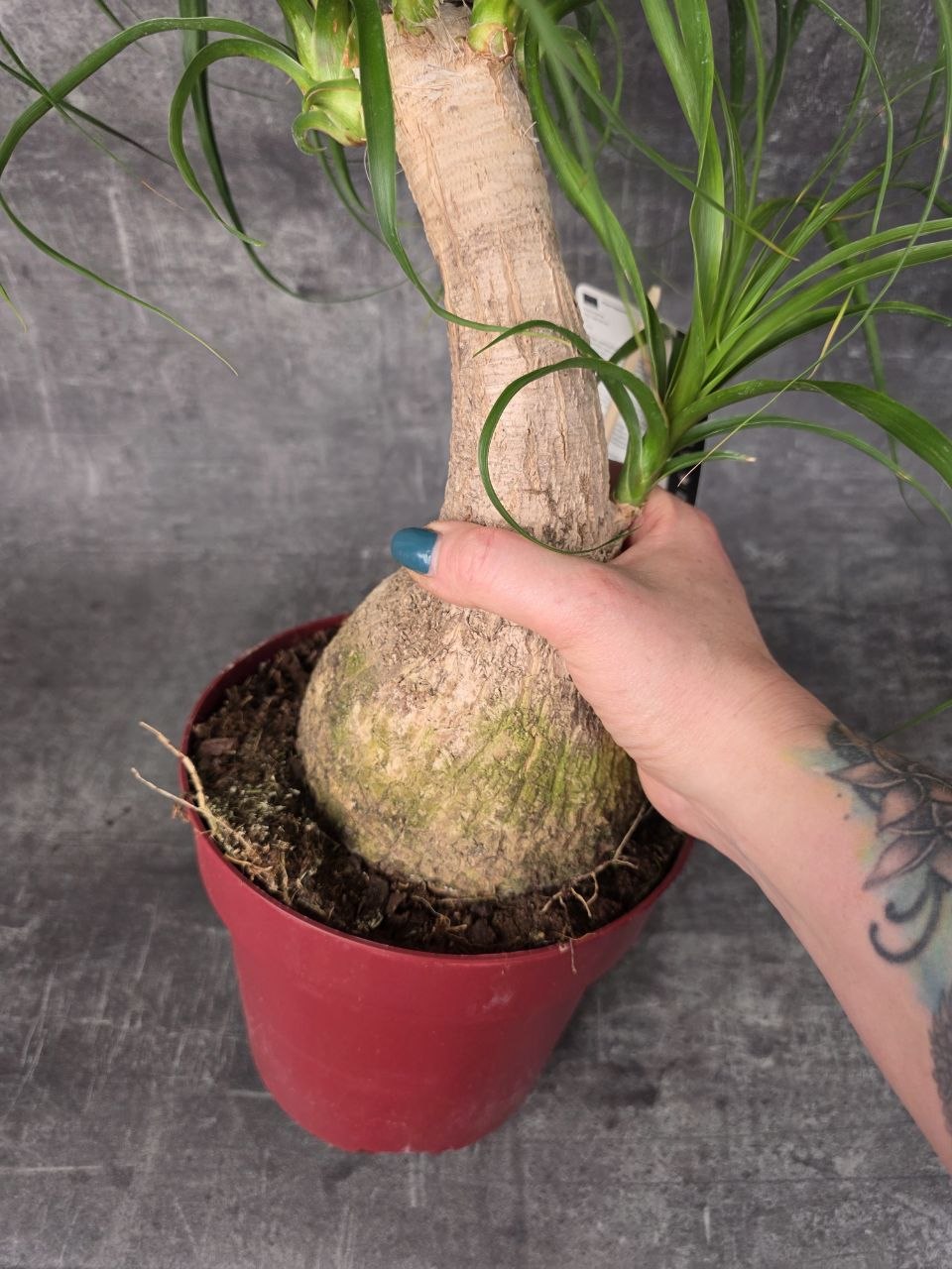 Nolina M Beaucarnea XL