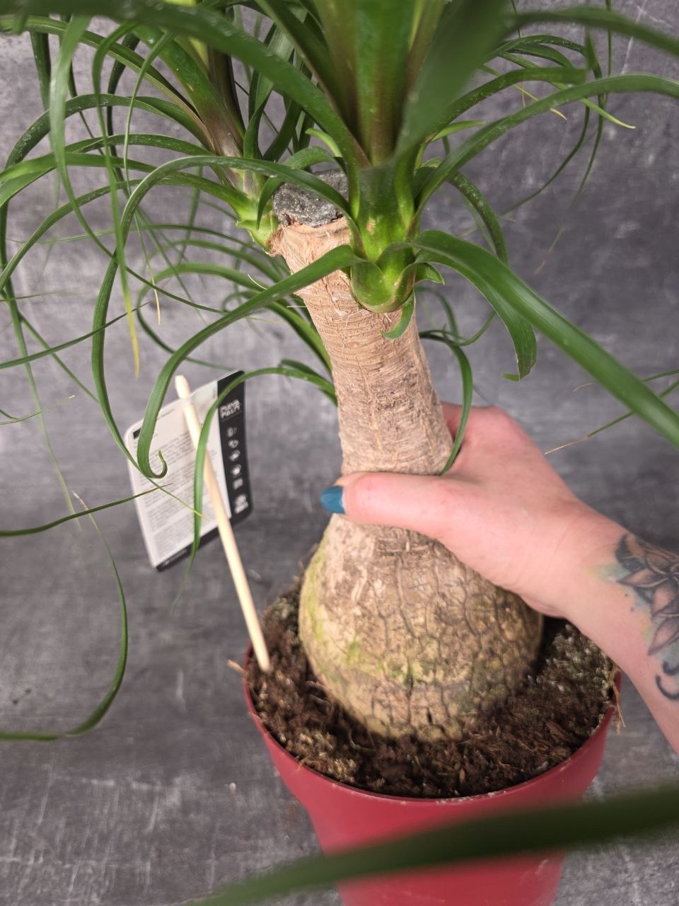 Nolina M Beaucarnea XL