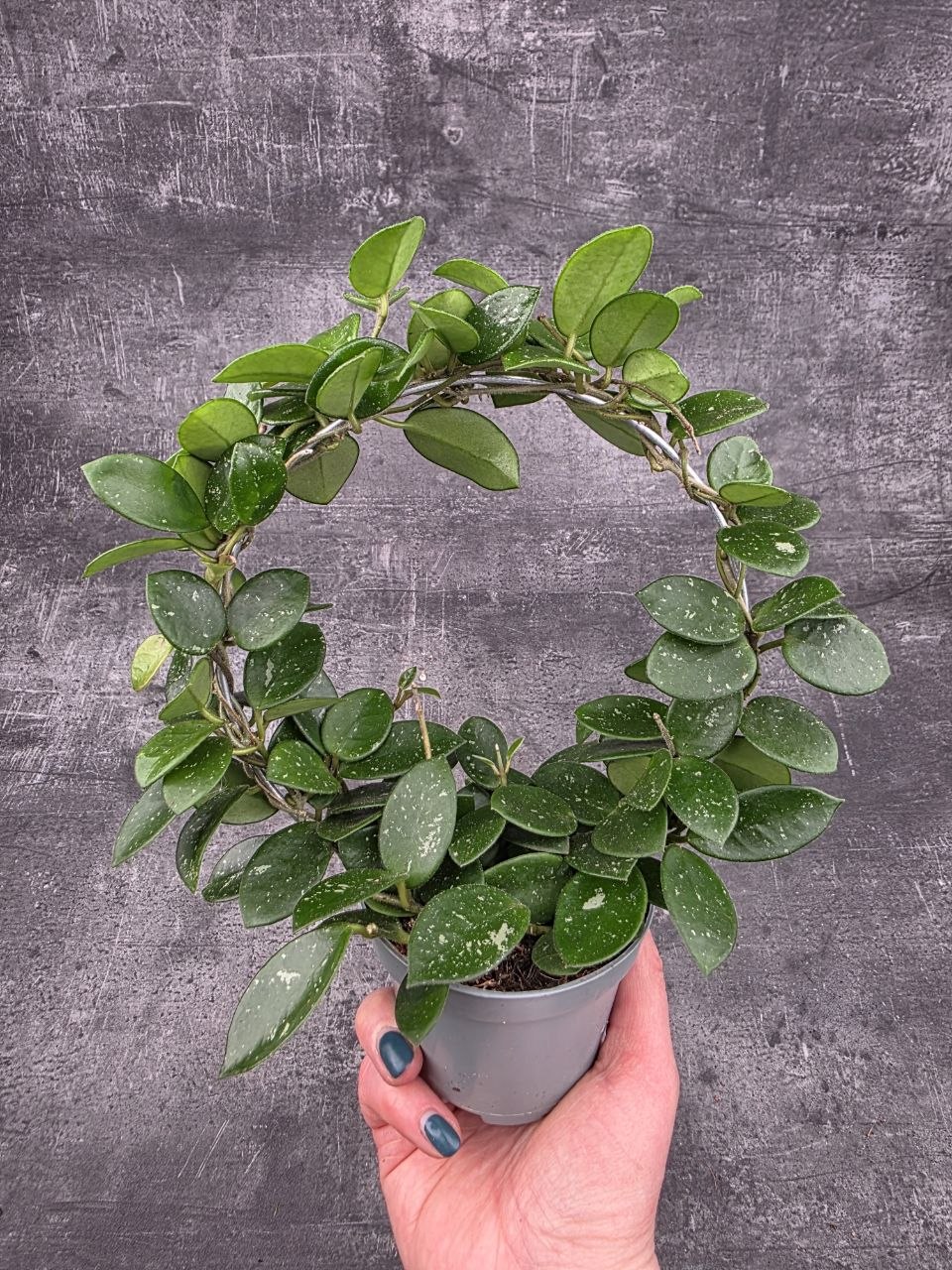 Hoya Mathilde na kruhu
