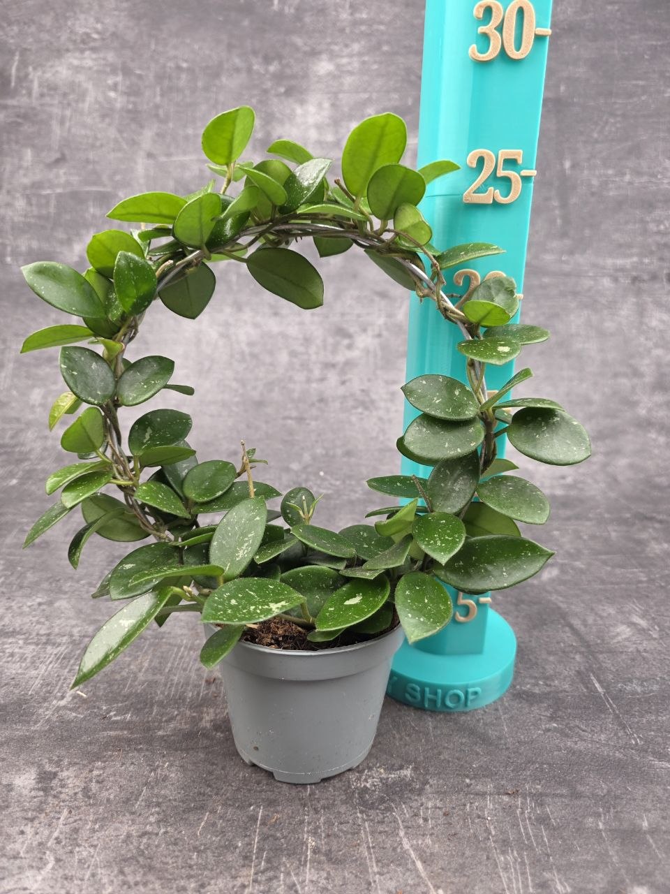 Hoya Mathilde na kruhu