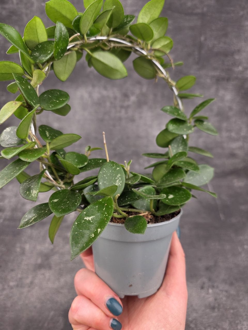 Hoya Mathilde na kruhu