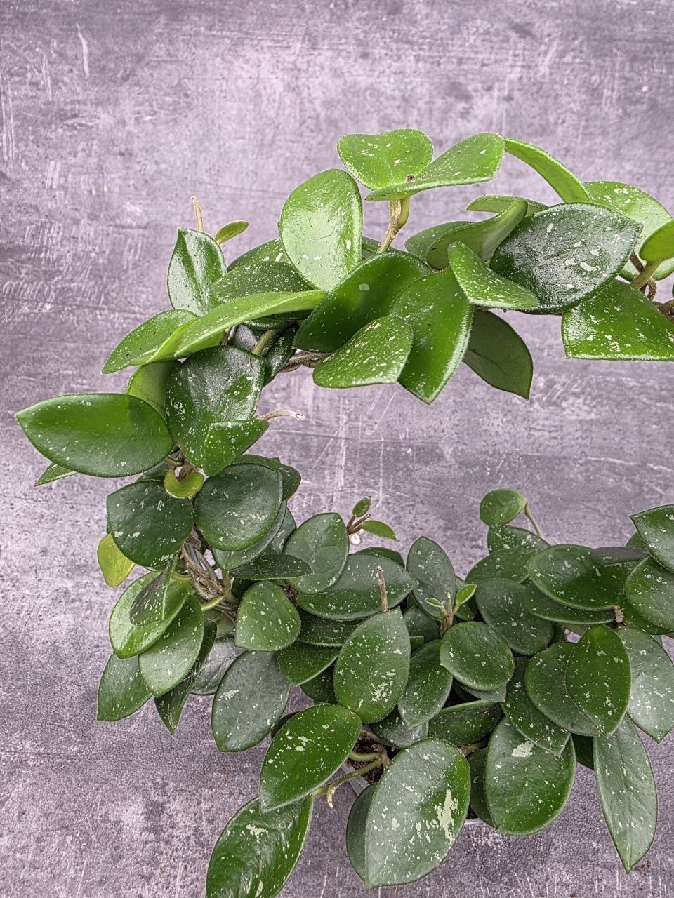 Hoya Mathilde na kruhu