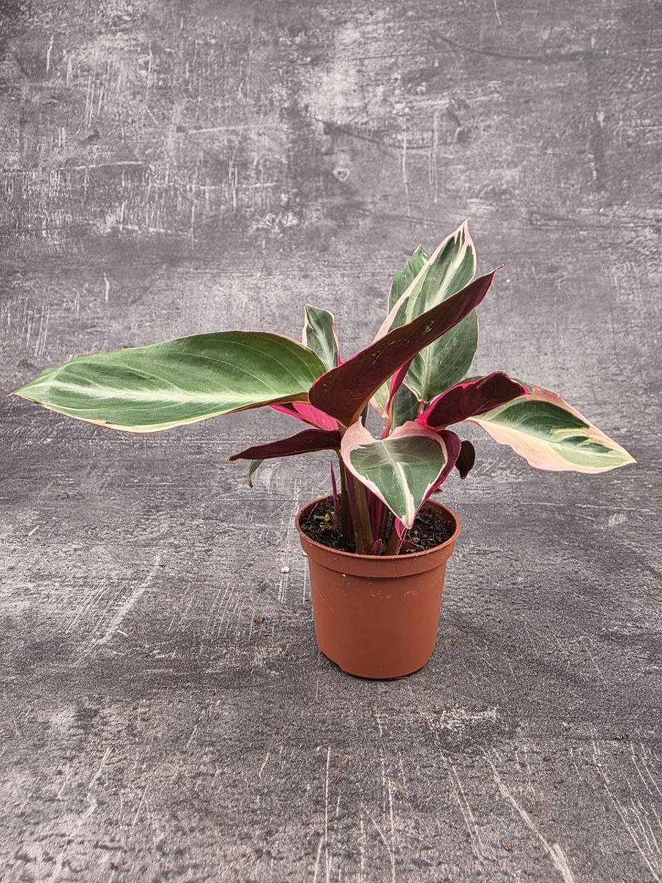 Calathea Triostar mini