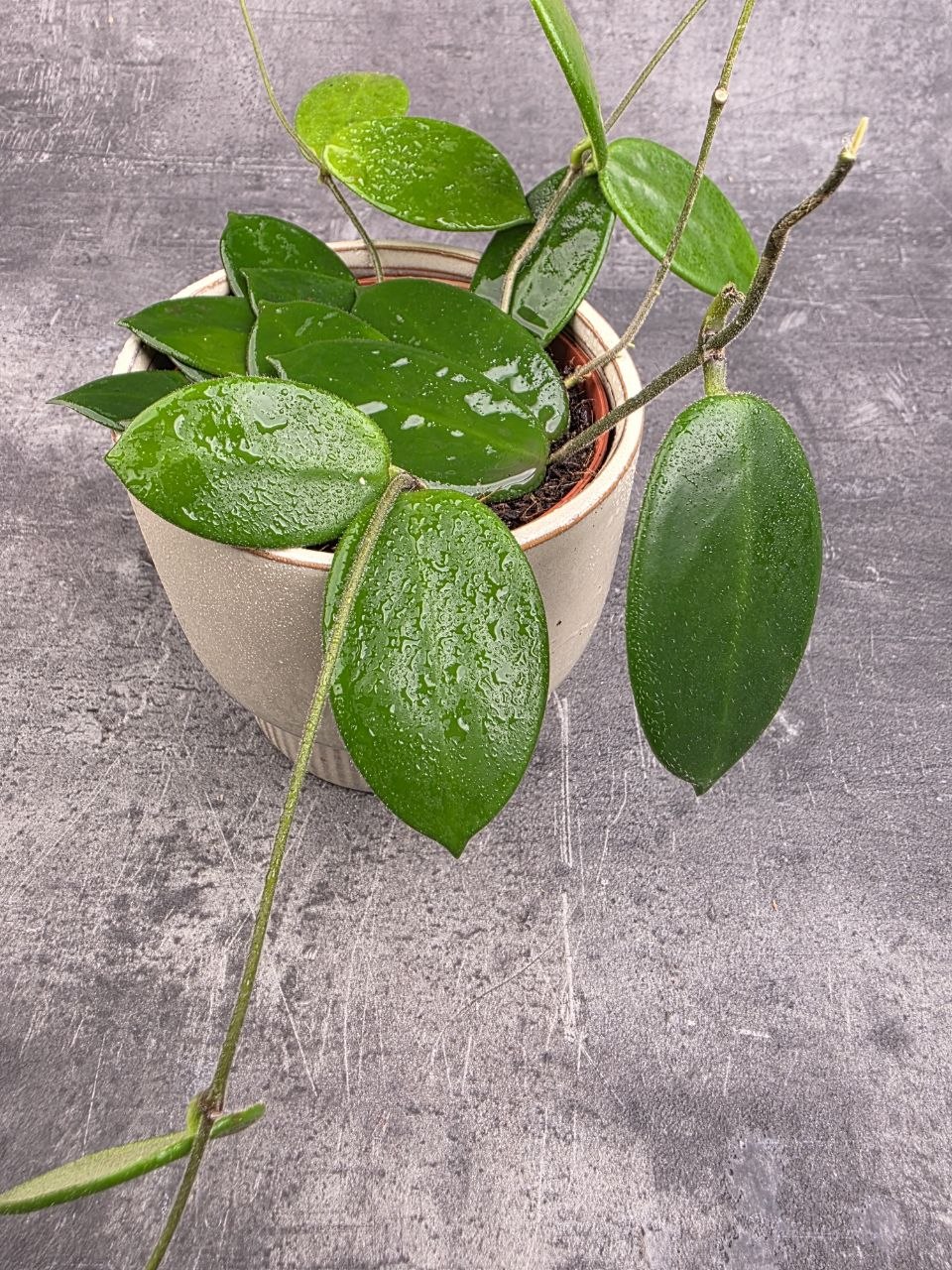 Hoya Vangviengiensis