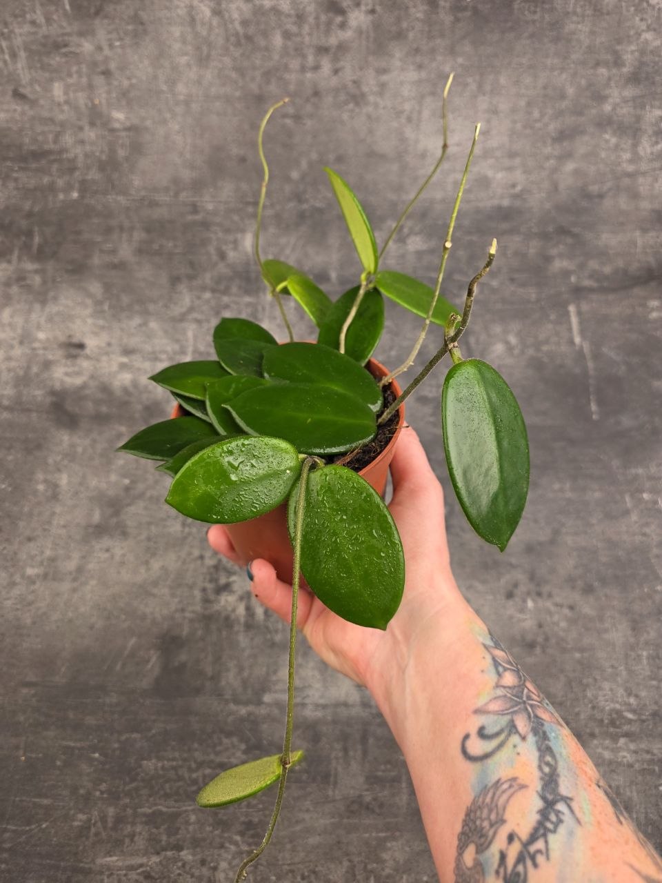 Hoya Vangviengiensis