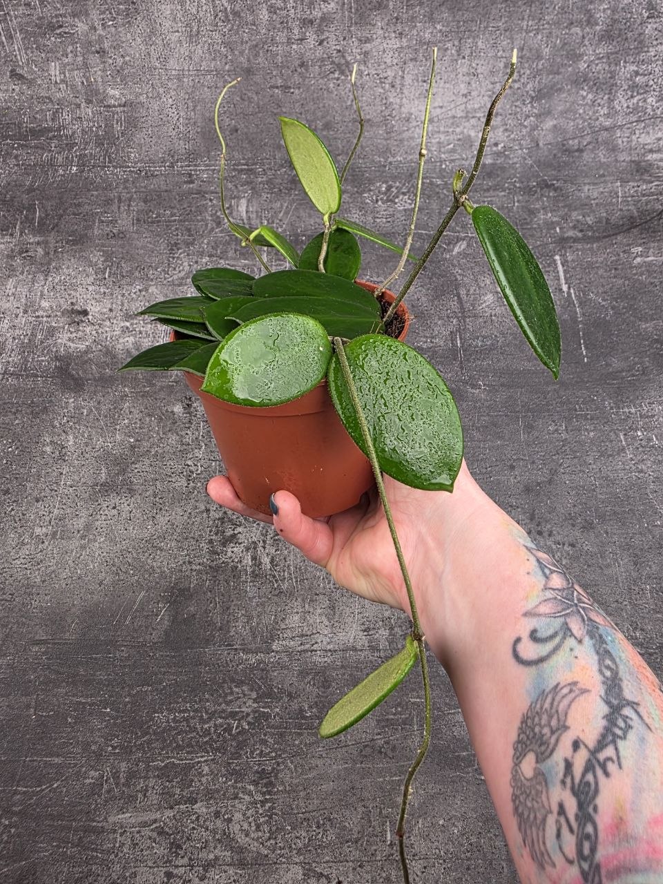 Hoya Vangviengiensis