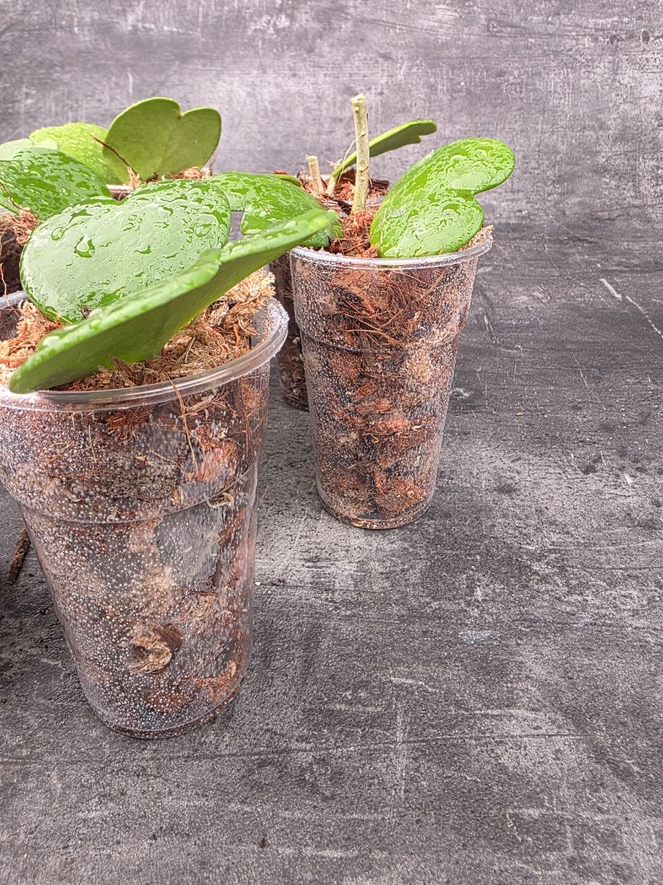 PORODNICE Hoya Kerrii