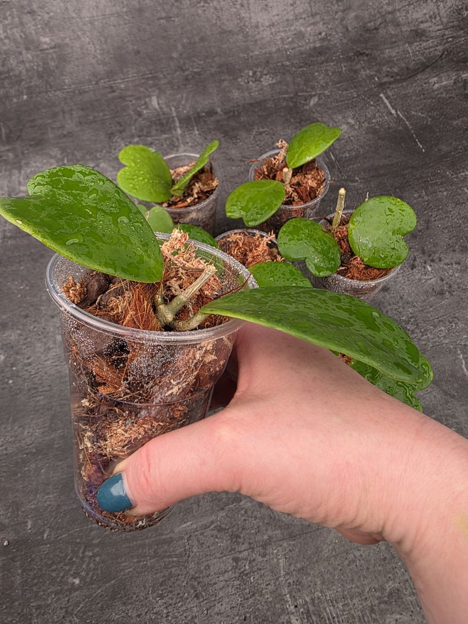 PORODNICE Hoya Kerrii