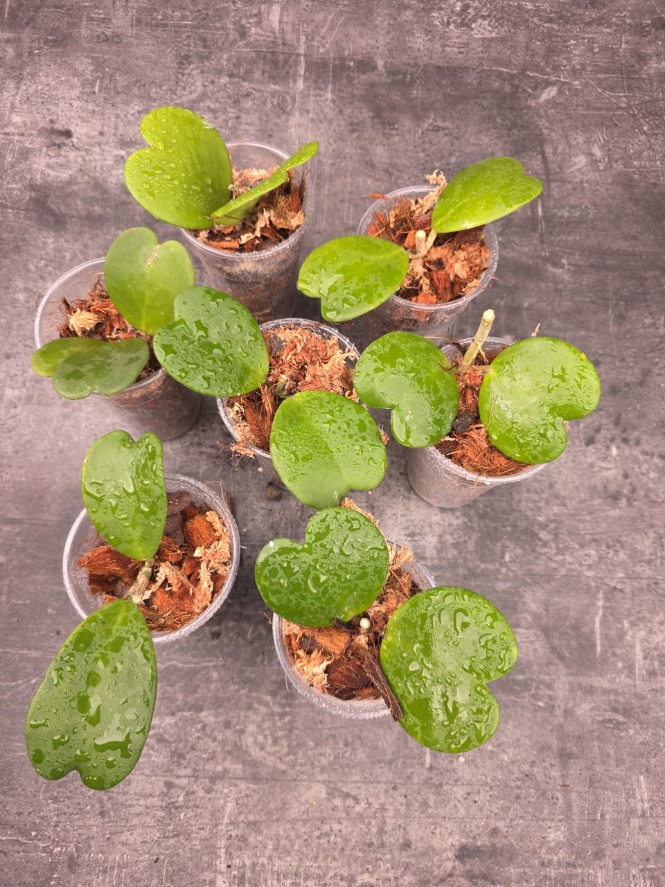 PORODNICE Hoya Kerrii