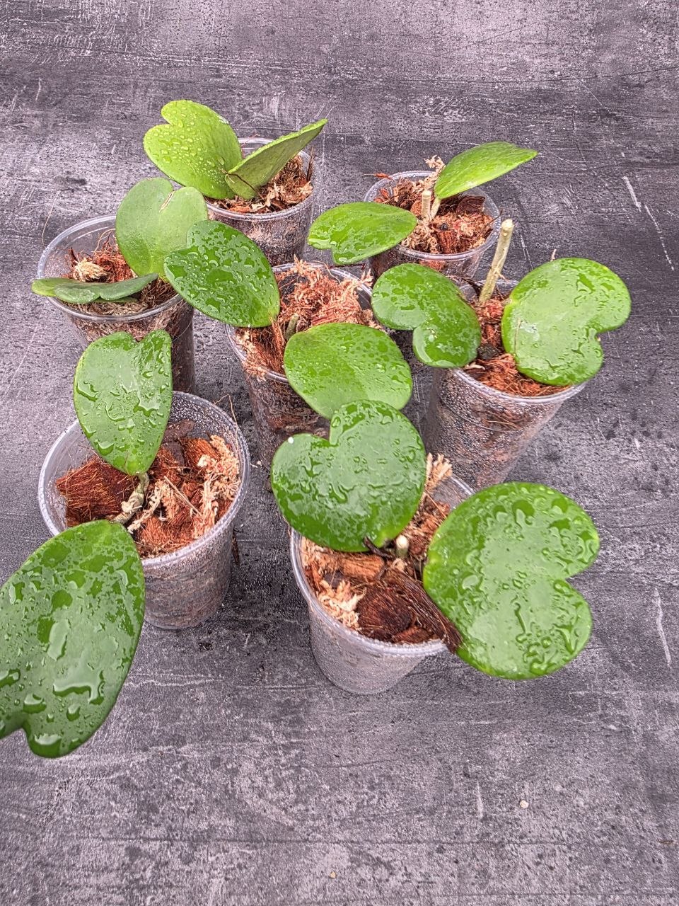 PORODNICE Hoya Kerrii