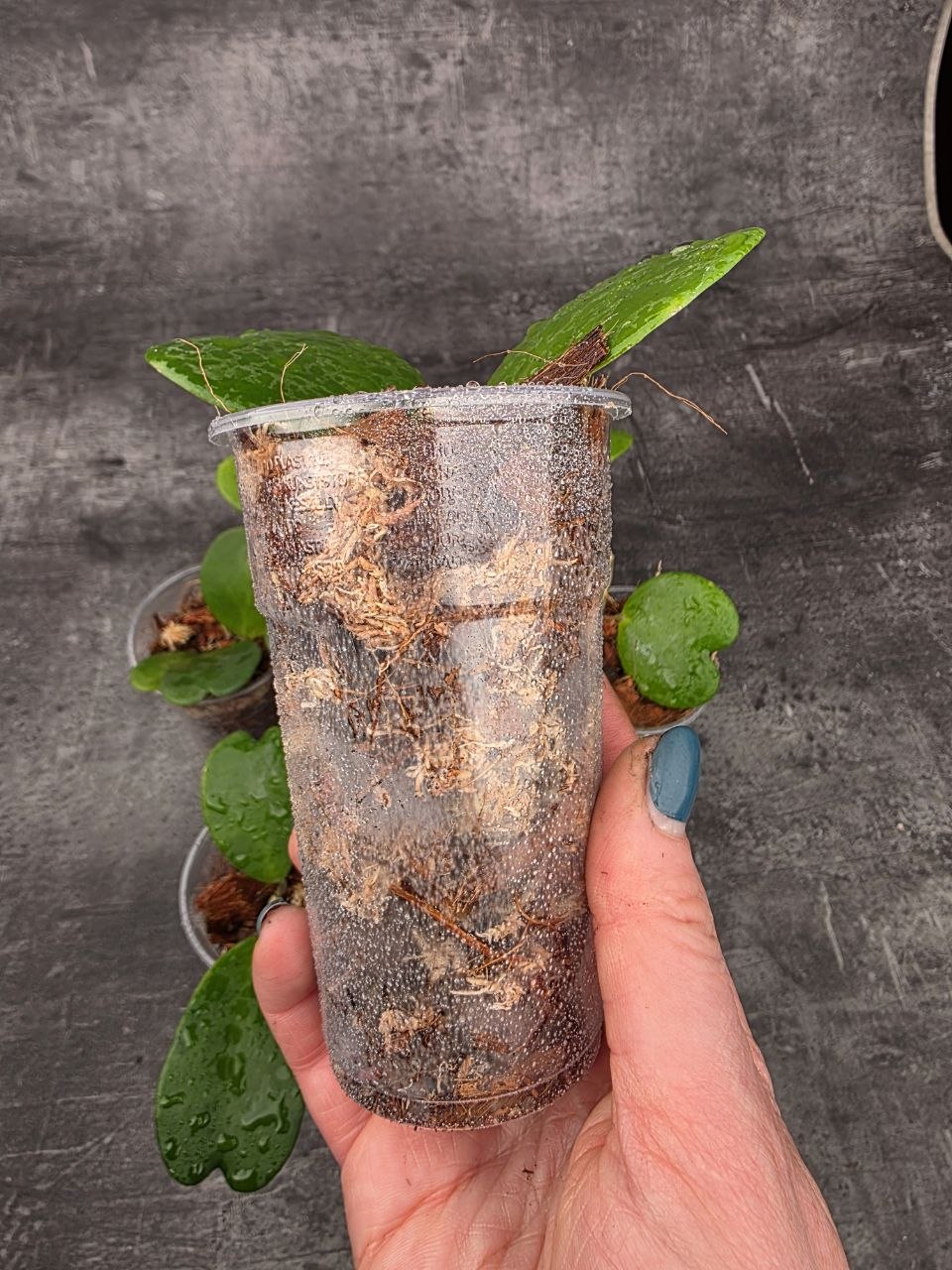 PORODNICE Hoya Kerrii