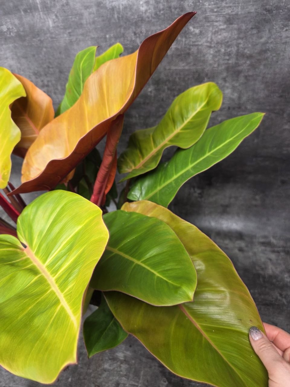 Philodendron Princ of Orange XXL